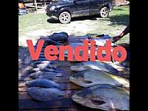 Sítio -  Boa Esperança , Rio Bonito - RJ