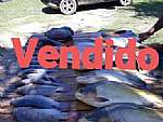 Sítio - Venda: Boa Esperança , Rio Bonito - RJ